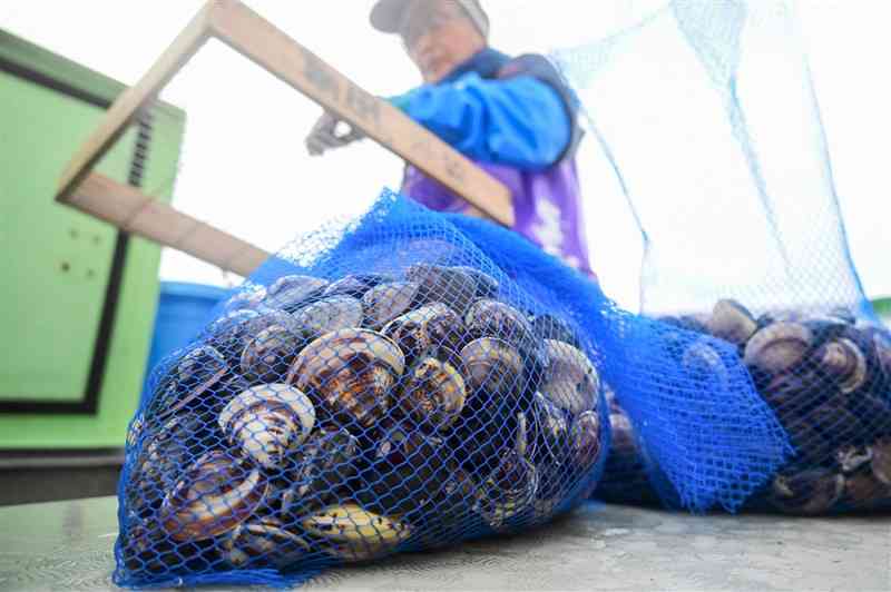 ひな祭りに向けた漁が終盤を迎え、船に水揚げされたハマグリ＝18日、宇土市長浜町沖の有明海