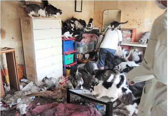 多頭飼育崩壊の現場。ごみだらけの中で、猫たちが暮らしている（どうぶつ基金提供）