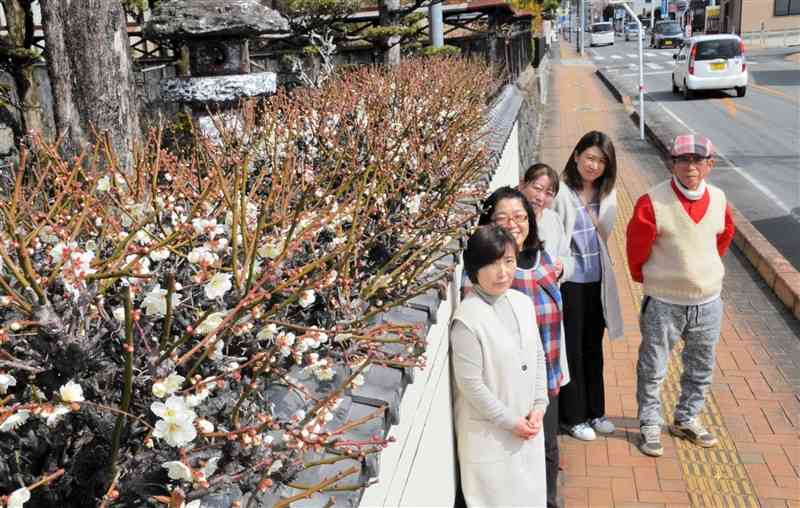 堤照さん（右端）方の塀越しにのぞく梅を見物に訪れた人たち＝菊池市
