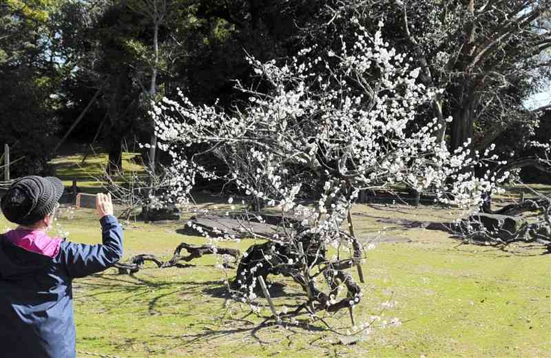 淡いピンク色の花を咲かせる臥龍梅＝八代市