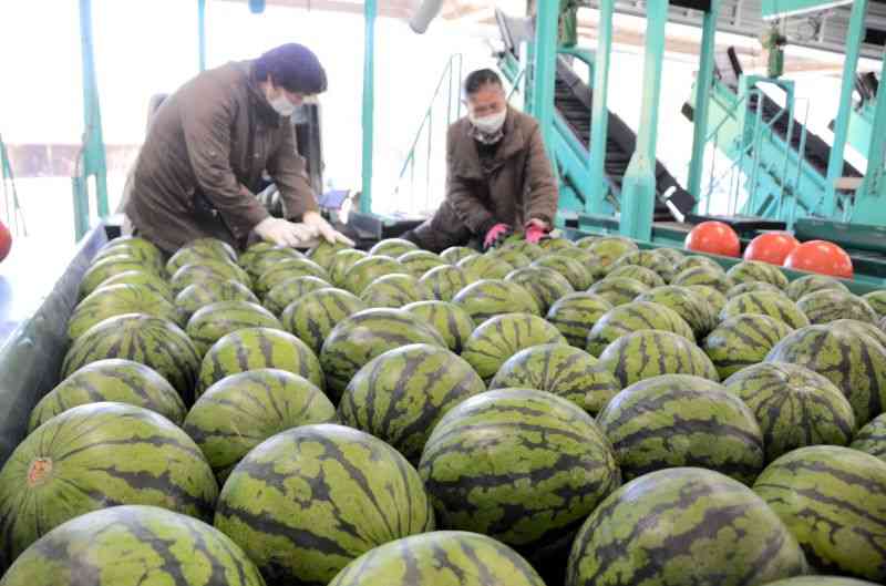 次々と選果場に運び込まれる大玉スイカ＝28日、熊本市北区植木町