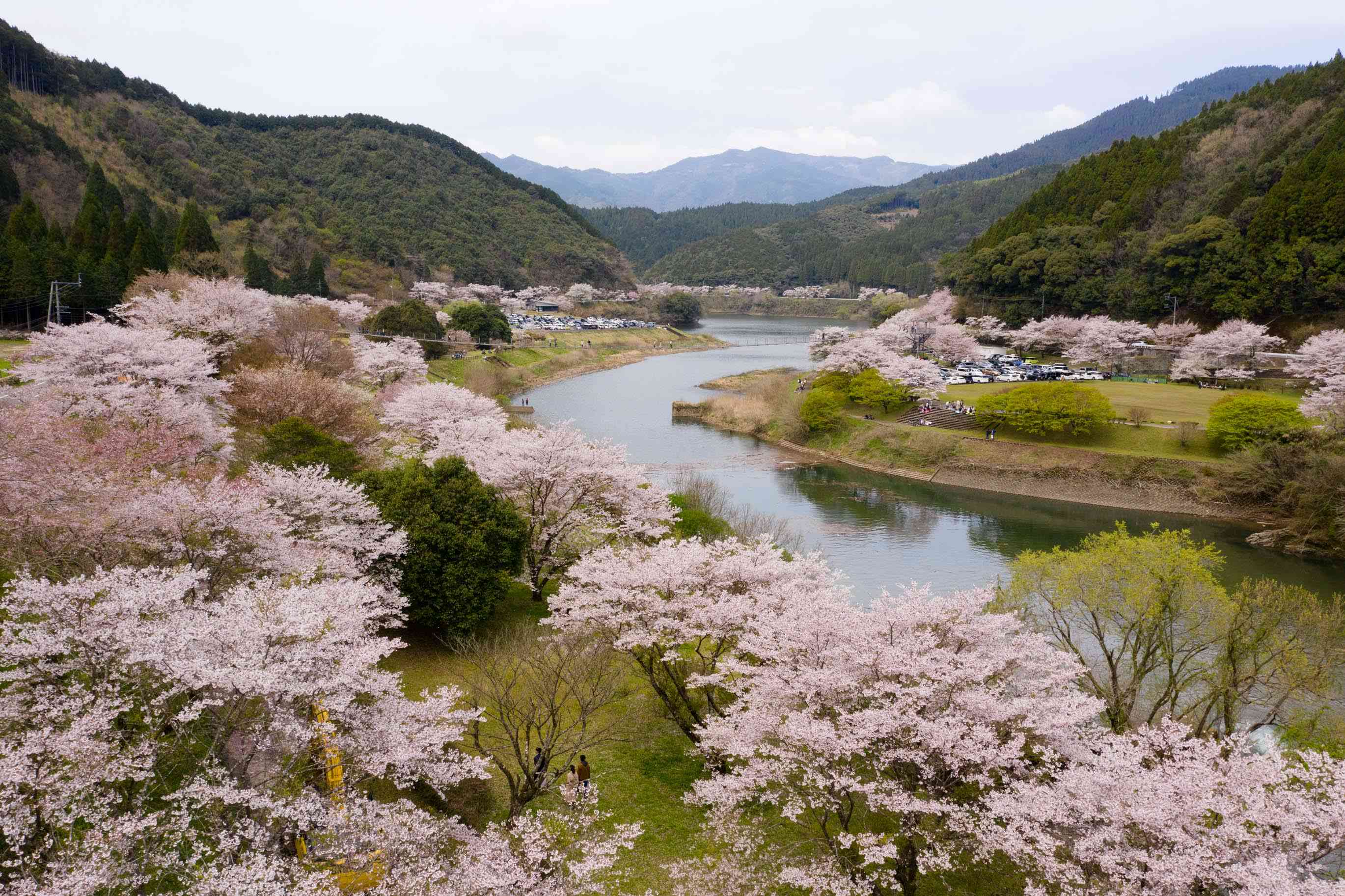 ダム湖畔に植栽されている１万本の桜　