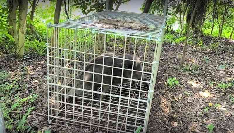 箱わなによって捕獲された立田山のイノシシ（熊本市提供）