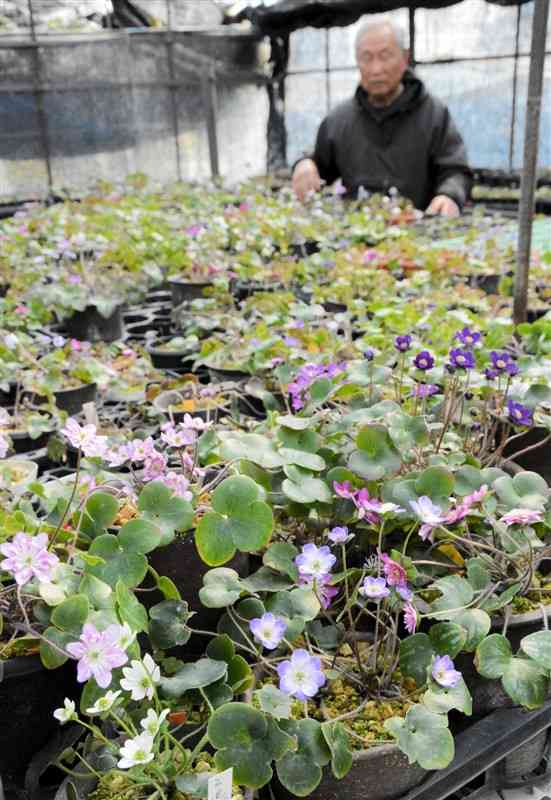 見頃を迎えた大塚幸男さん宅の雪割草＝宇城市