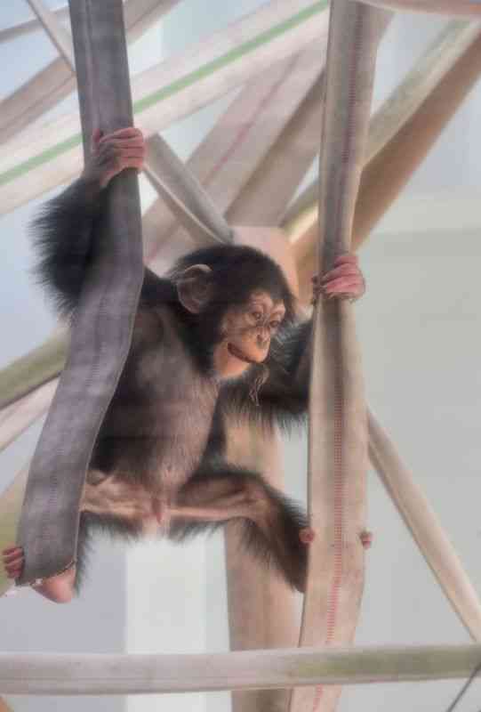 1歳の誕生日を迎えるチンパンジーのレン。屋内展示室の遊具を〝1人〟で登れるようになった＝7日、熊本市動植物園