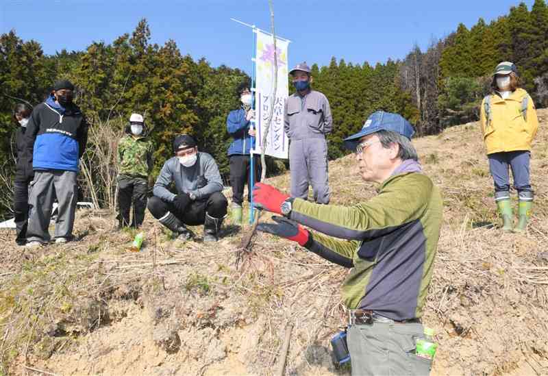 センダンの苗木の植え方を説明する「栴檀の未来研究会」の福田国弘代表（手前）＝天草市