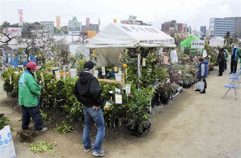 「くまもと春の植木市」で品定めする来場者ら＝熊本市中央区