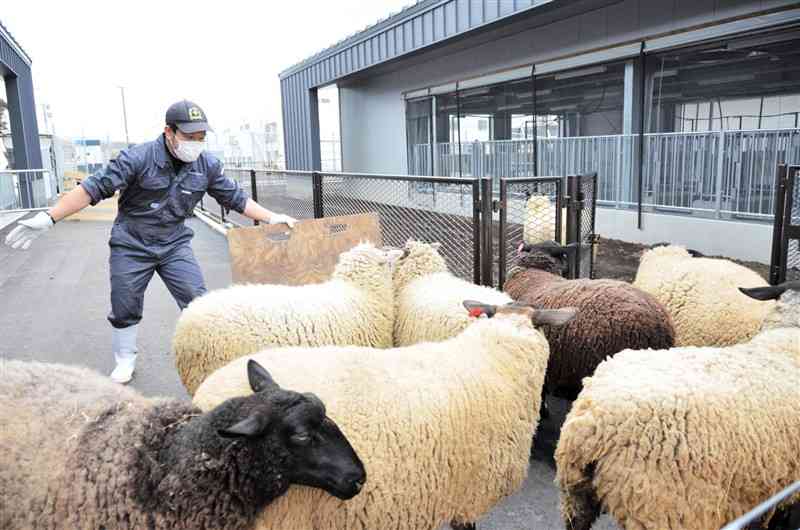 4月開設の東海大阿蘇くまもと臨空キャンパスに到着し、教職員の誘導で新たな畜舎に入っていくヒツジ＝益城町