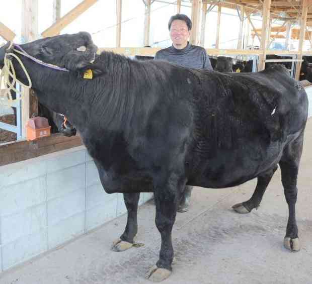 雌の黒毛和牛100頭を肥育する吉住武徒さん＝熊本市東区