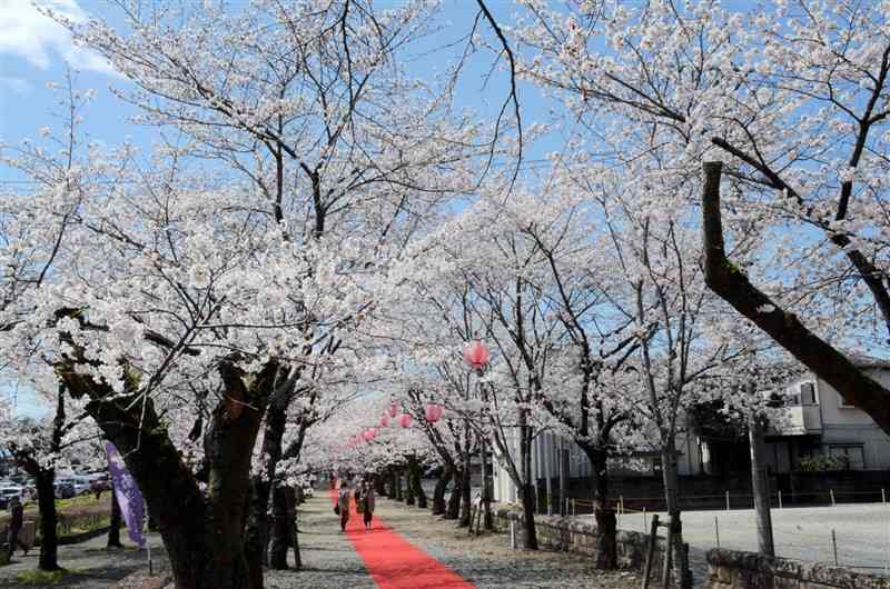 桜の開花に合わせ、赤いカーペットが敷かれた菊池神社の参道＝2022年3月、菊池市