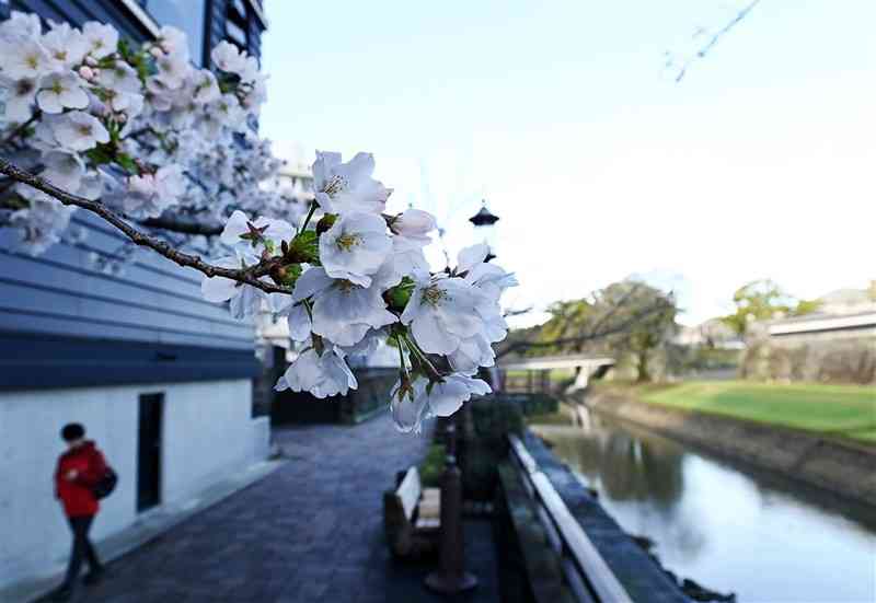 熊本城長塀通りで、多くの花が開いた桜＝22日午前8時10分ごろ、熊本市中央区（石本智）