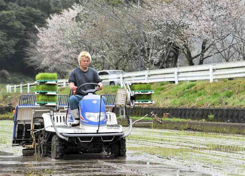 咲き始めた桜の下で、早期米の田植えをする倉田晋幸さん＝天草市