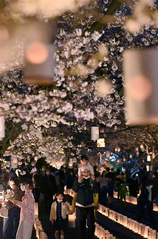 桜並木を灯籠が柔らかく照らし、温かな雰囲気に包まれた本妙寺参道＝25日夜、熊本市西区（上杉勇太）