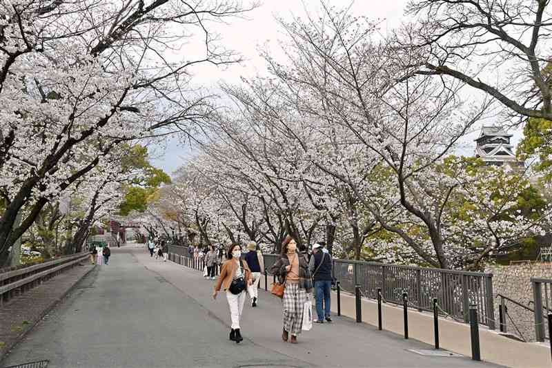 桜のトンネルが続く行幸坂＝熊本市中央区