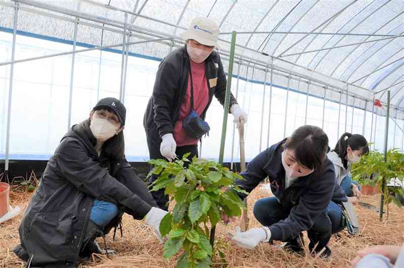 コーヒーの苗木を植える参加者＝合志市