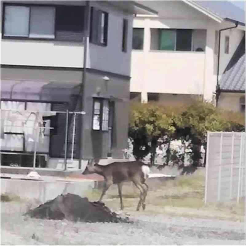 熊本市南区銭塘町の住宅街で目撃されたシカ＝29日午前、読者提供動画の一部