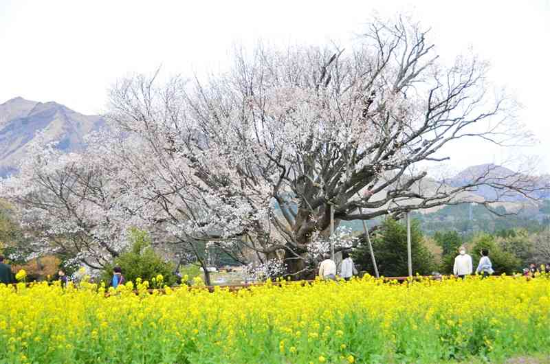 南阿蘇村の一心行の大桜。満開を迎えたが、花はまばらに咲いている＝同村