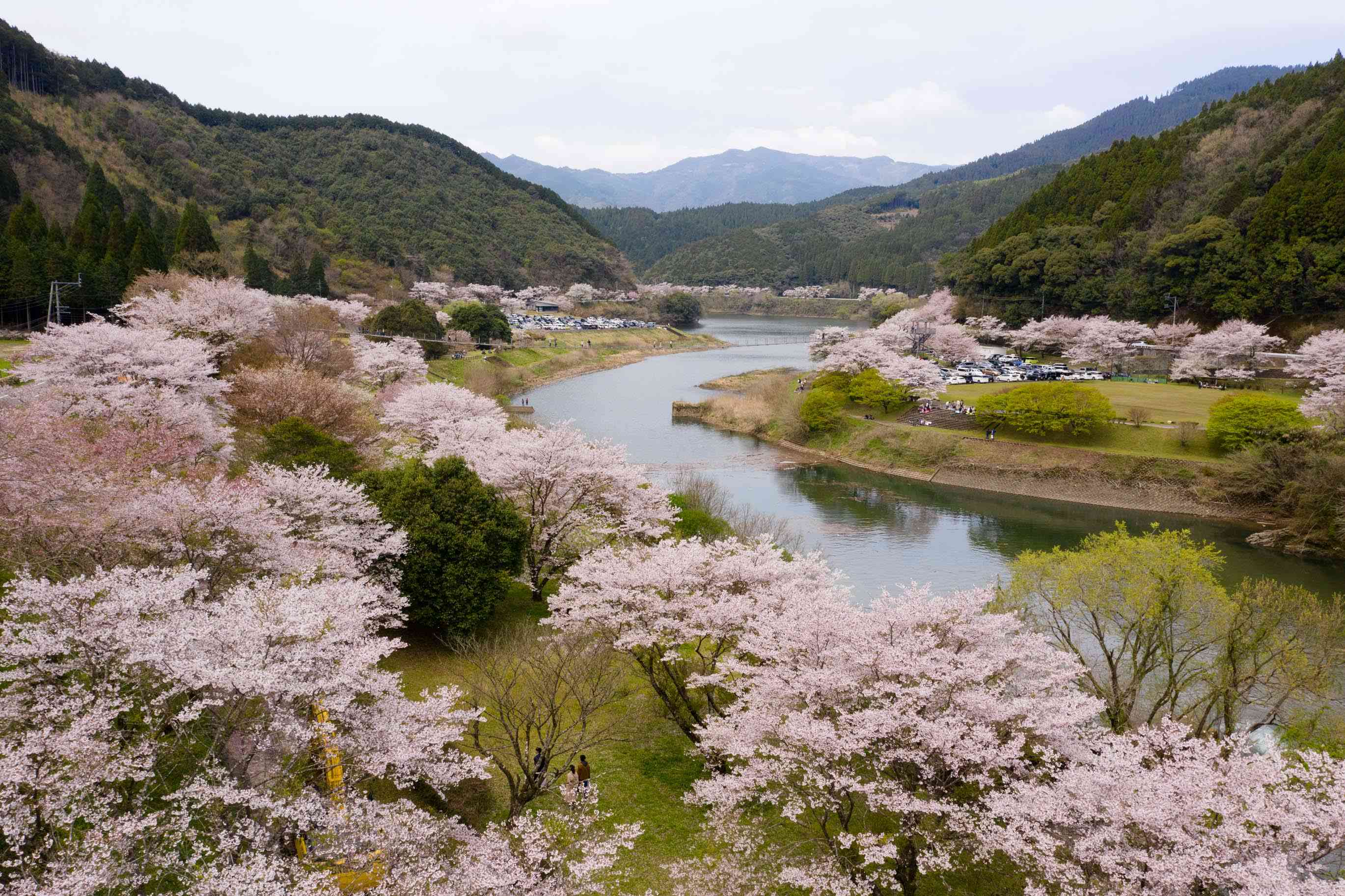 今年も水上村の桜が楽しめる季節です！ 【ふるさと発！水上村】｜熊本日日新聞社