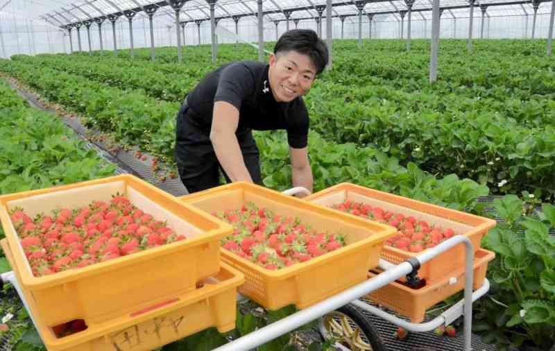 【新風】イチゴ栽培「おいしい」に充実感　原田慎平さん（23）＝菊池市