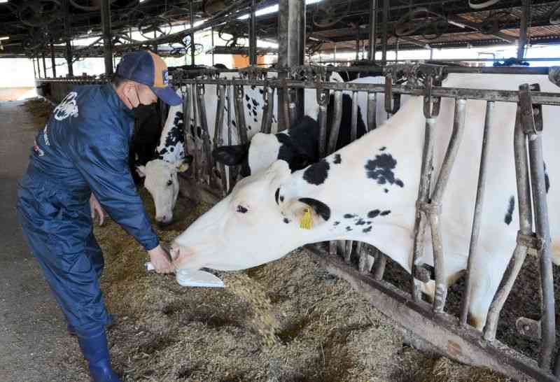 牛に濃厚飼料を与える岩根正始さん。輸入飼料の高騰で、餌代は高止まりしている＝3月28日、菊池市