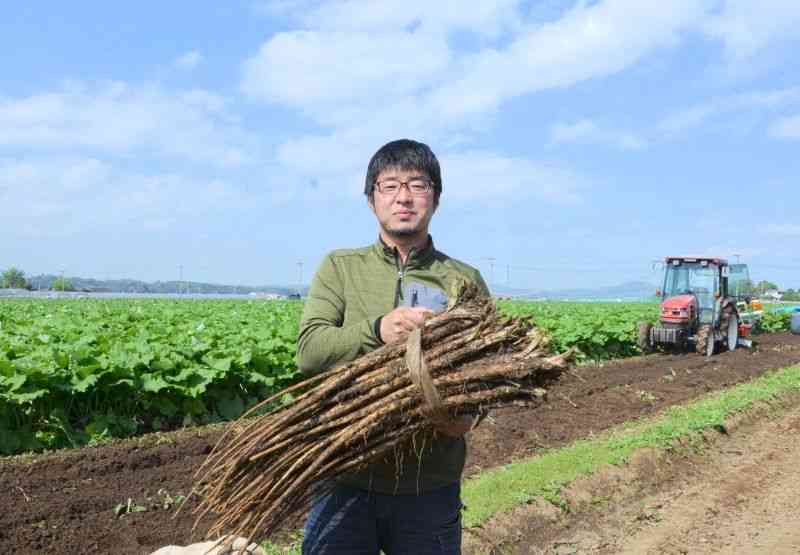 水田ごぼうを収穫する川口晃範さん。収穫後はすぐに毛布をかけ、乾燥や変色を防ぐという＝4月中旬、菊池市