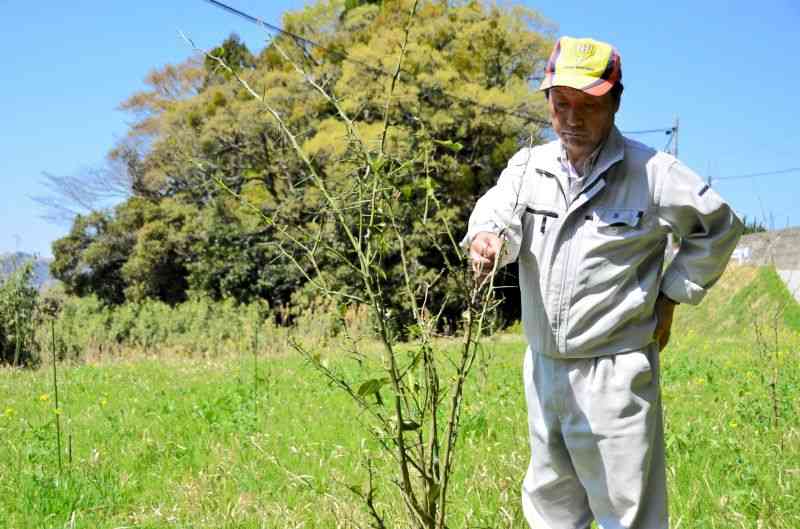 熊本地震後に植えたユズの木を見つめる髙野誠さん。南阿蘇村の袴野地区長を務め、地域コミュニティーの再生に汗を流す＝3日、同村