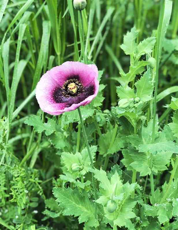 住宅街の空き地に咲いていた違法なケシの花。S編取材班に情報が寄せられた＝熊本市