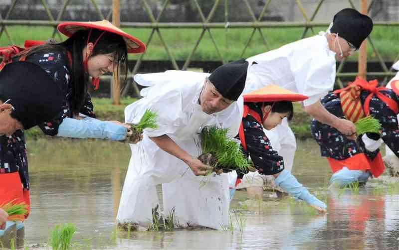 神饌田にもち米の苗を丁寧に植え付ける田男と早乙女＝天草市