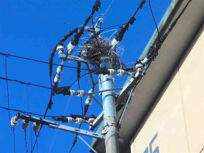 電柱に作られた野鳥の巣（九州電力送配電提供）
