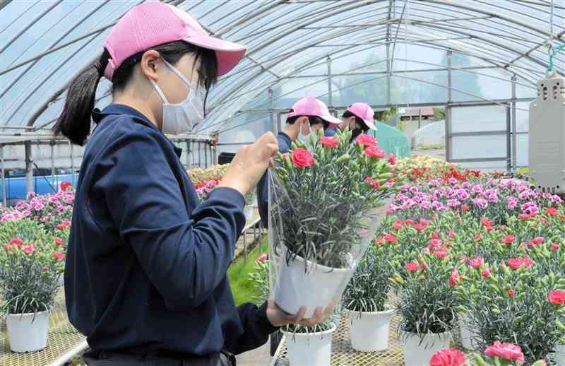 カーネーションの鉢にラッピングする生徒たち＝菊池市