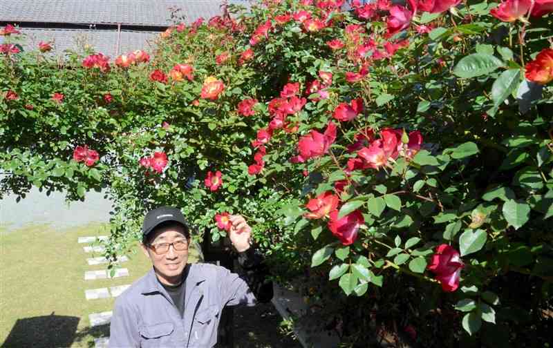 バラが見頃を迎えた松岡昌明さん宅のオープンガーデン＝菊池市