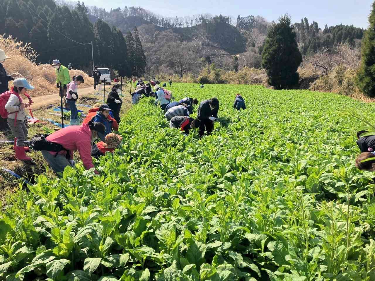 甲斐好夫さんの畑に入り、高菜収穫を体験するくまTOMOサポーターたち＝3月、高森町下切地区