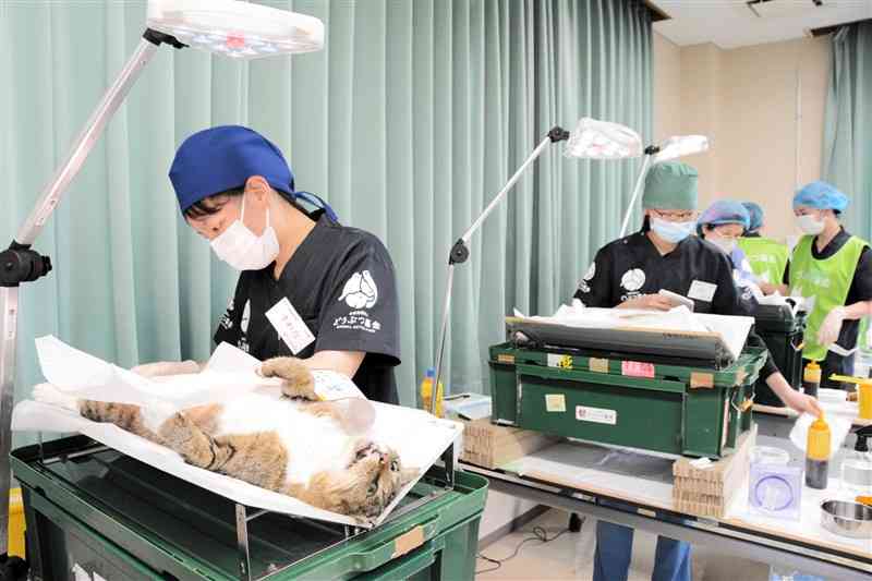 飼い主のいない猫の不妊去勢手術をする熊本市動物愛護センターの職員ら＝同市東区