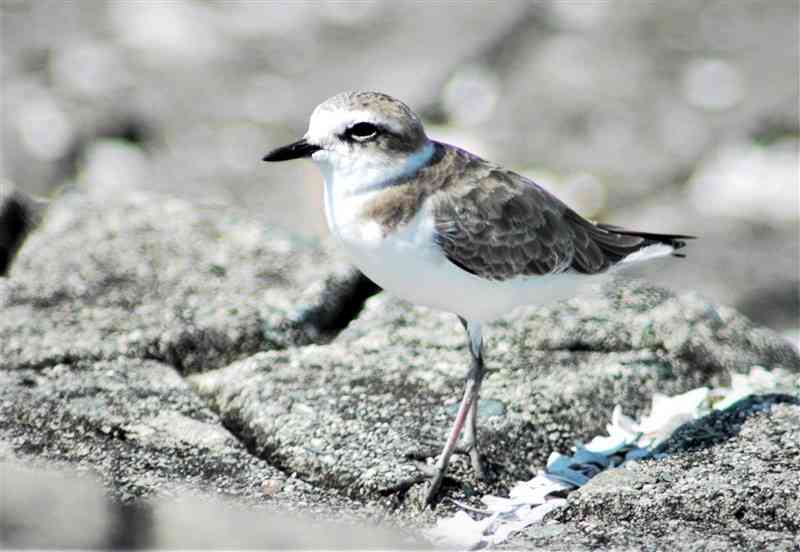 荒尾市の鳥「シロチドリ」