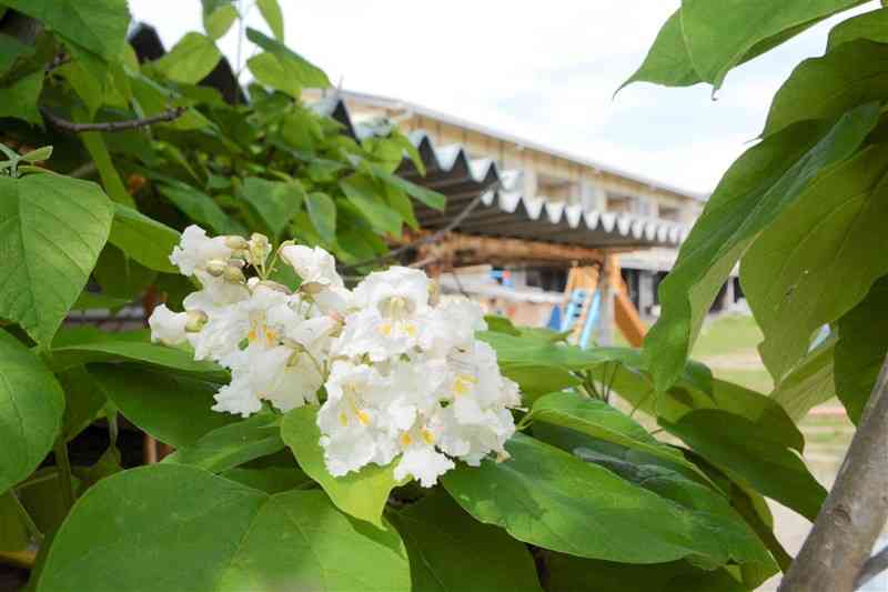 白いかれんな花を咲かせた袋小のカタルパ＝水俣市