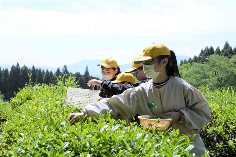 阿蘇五岳を背景に茶摘みに励む児童たち＝阿蘇市