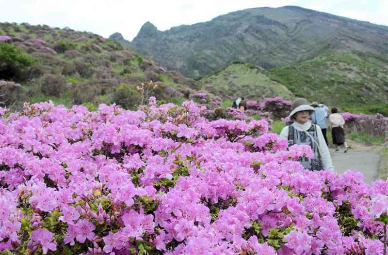 阿蘇市の仙酔峡で開花の時期を迎えたミヤマキリシマ。高所では、開花していない株も目立つ＝同市