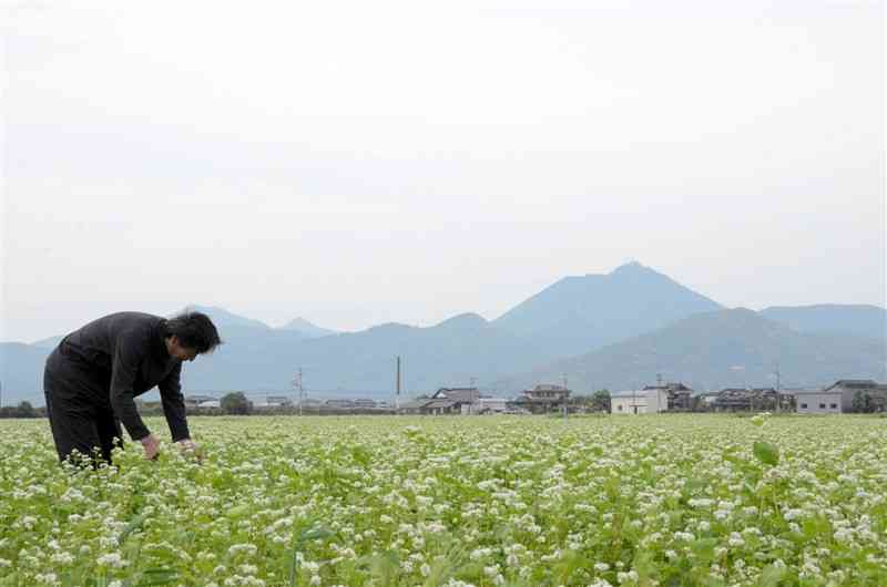 満開を迎えた春ソバの花＝熊本市南区