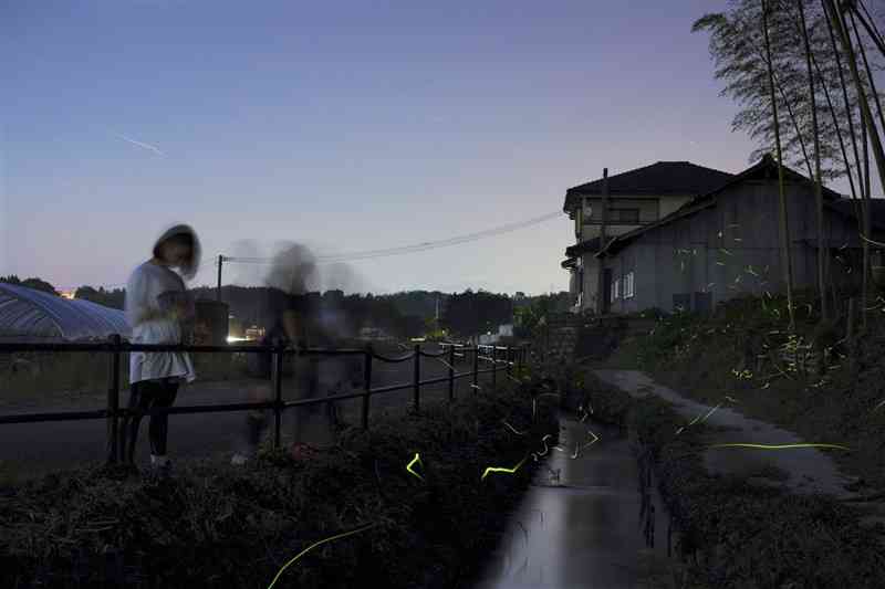 児童たちが幼虫の放流を続けている水路に飛び交うホタル＝菊池市