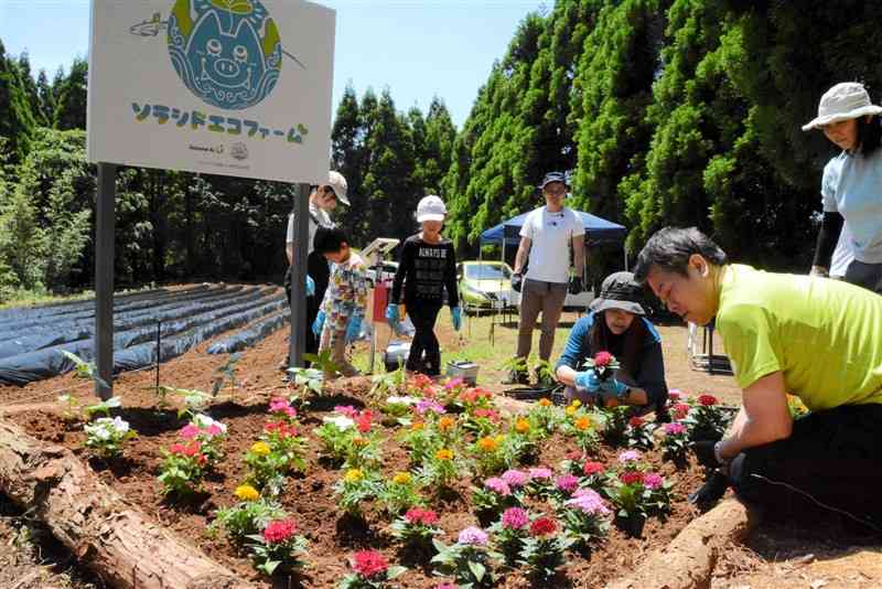 耕作放棄地の農園「ソラシドエコファーム」に花の苗などを植え付ける地元住民ら＝宇城市