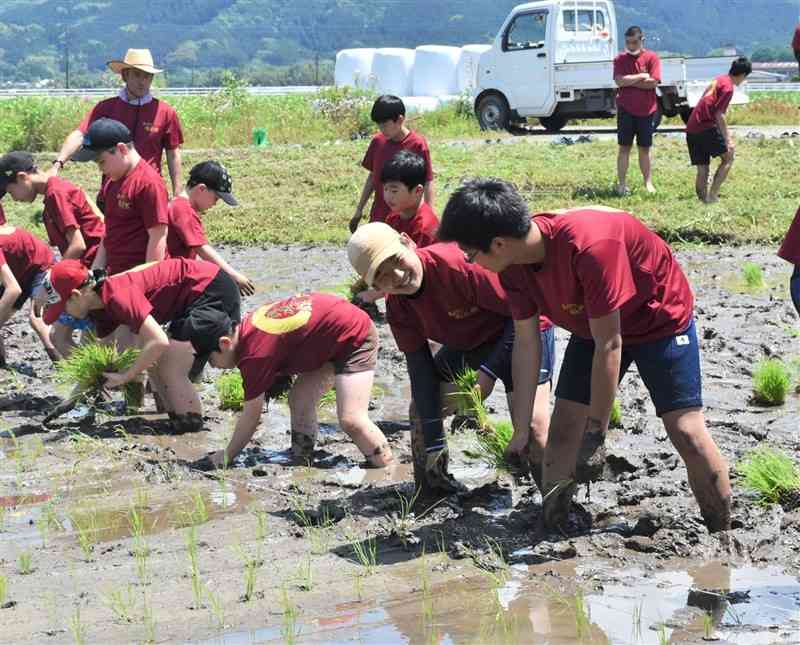 くま川鉄道支援のための田植えをする小中学生たち＝あさぎり町
