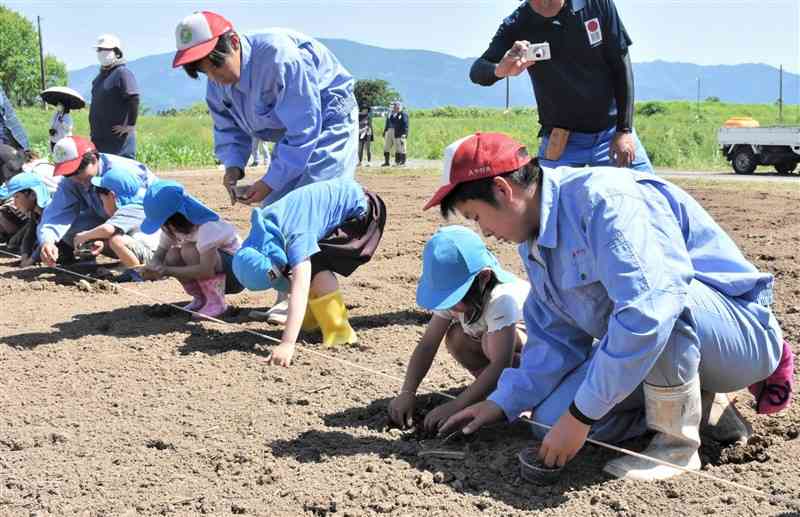 高校生と一緒に和綿の種をまく園児ら＝あさぎり町