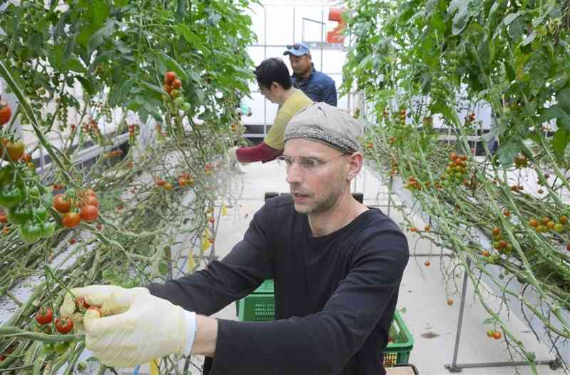 農業支援ボランティアとしてミニトマトを収穫する農林中央金庫の職員ら＝熊本市南区