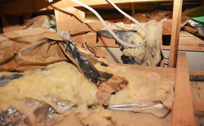 雌アライグマと2匹のアライグマの子どもが捕獲された屋根裏。断熱材はぼろぼろに引き裂かれていた＝玉名市
