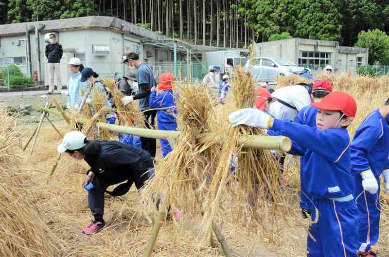 栽培した小麦を刈り取り、掛け干しする天草支援学校の児童生徒ら＝天草市