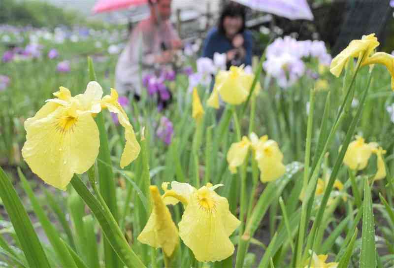 雨にぬれてつややかな黄色の花を咲かせたハナショウブ＝上天草市