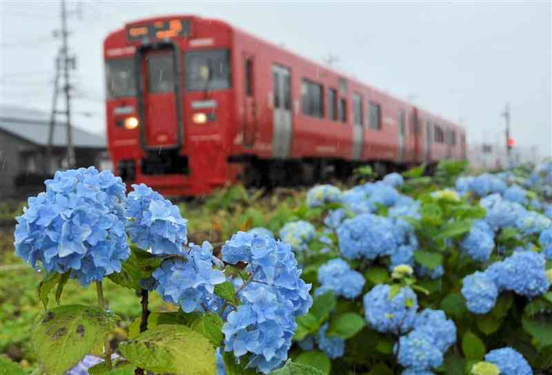 JR住吉駅周辺に咲くアジサイ＝宇土市