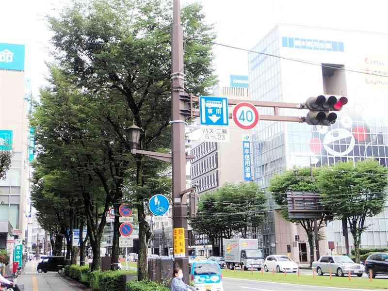 電車通り沿いの街路樹。熊本市が2023年度から業者との管理に関する複数年契約を導入した＝2日、同市中央区