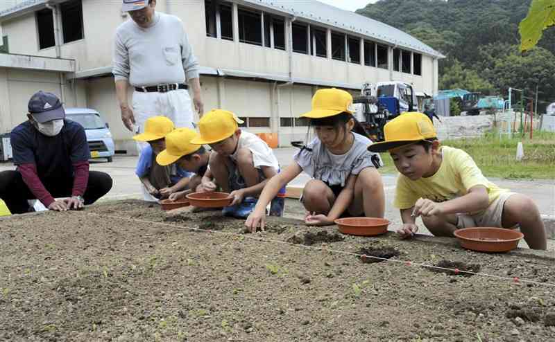地元住民らと「はるかのひまわり」の種を植える渡小の児童たち＝球磨村