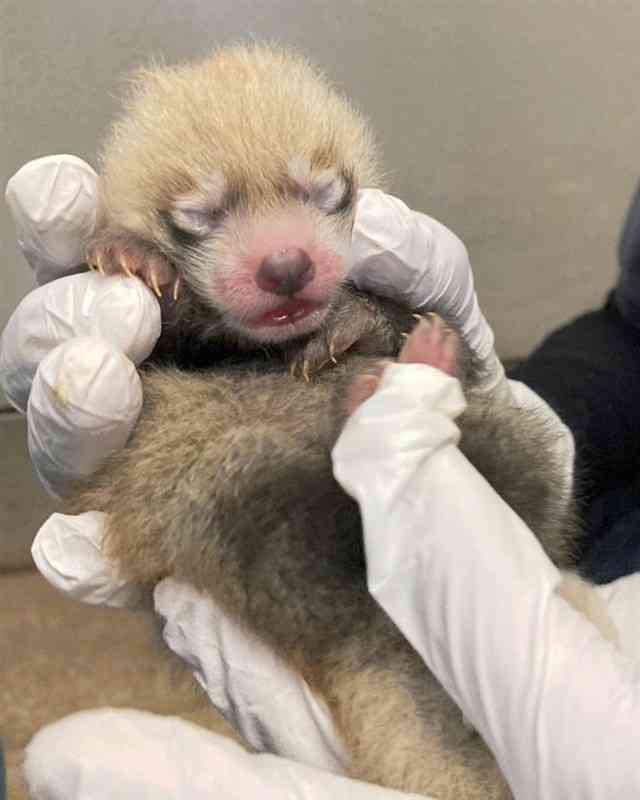 レッサーパンダのシンファが1日に生んだ赤ちゃん。まだ目は開いていない。（熊本市動植物園提供）